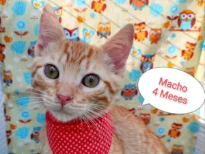 Gato raça SRD-ViraLata idade 2 a 6 meses nome Taylor 