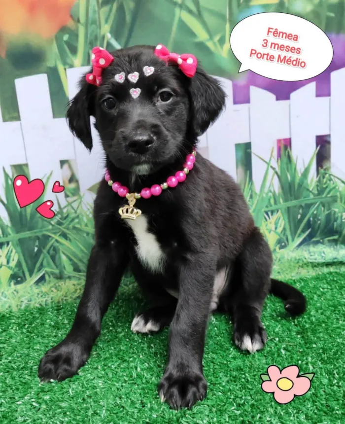 Cachorro ra a SRD-ViraLata idade 2 a 6 meses nome Sara