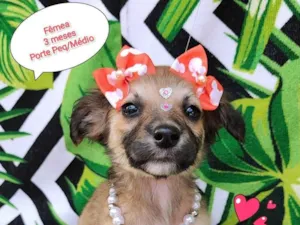 Cachorro raça SRD-ViraLata idade 2 a 6 meses nome Ritinha