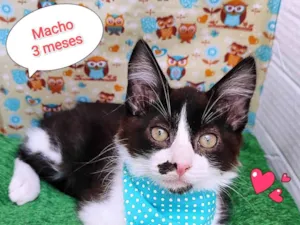 Gato raça SRD-ViraLata idade 2 a 6 meses nome Thor