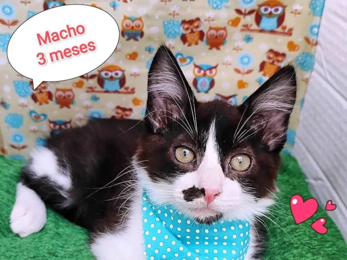 Gato ra a SRD-ViraLata idade 2 a 6 meses nome Thor