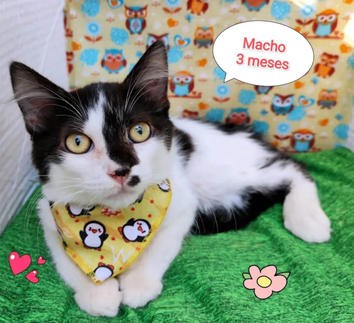 Gato ra a SRD-ViraLata idade 2 a 6 meses nome Kaio