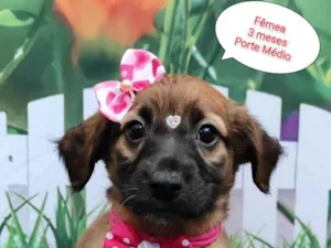Cachorro raça SRD-ViraLata idade 2 a 6 meses nome Larissa 