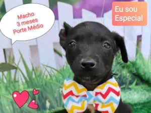 Cachorro raça SRD-ViraLata idade 2 a 6 meses nome Hope 