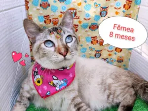 Gato raça SRD-ViraLata idade 2 a 6 meses nome Manuela