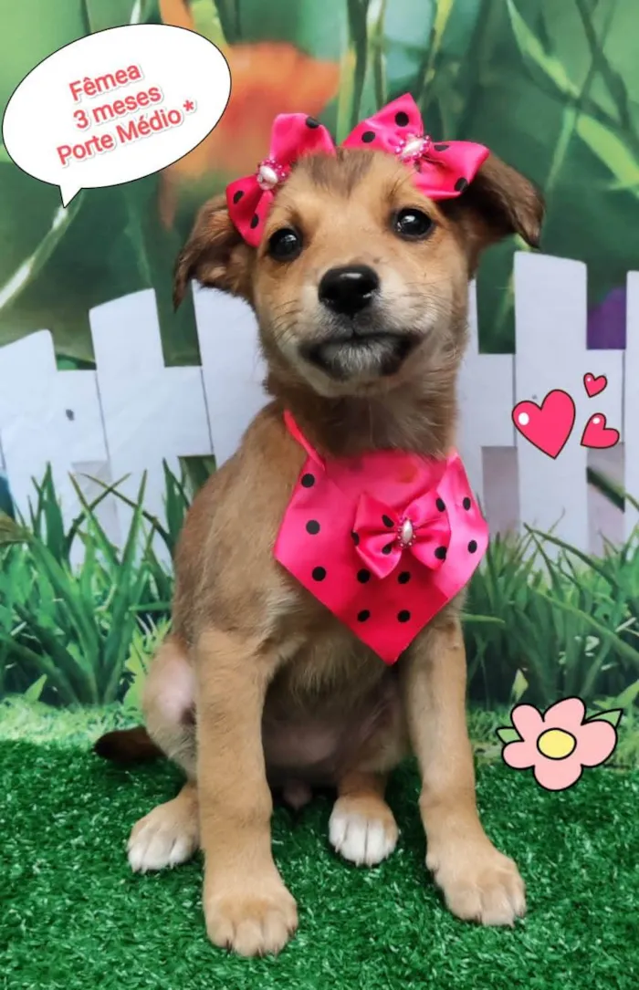 Cachorro ra a SRD-ViraLata idade 2 a 6 meses nome Karen