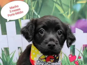 Cachorro raça SRD-ViraLata idade 2 a 6 meses nome Urso