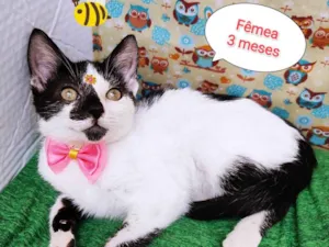 Gato raça SRD-ViraLata idade 2 a 6 meses nome Ariel