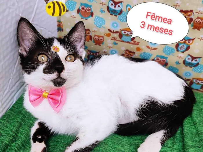 Gato ra a SRD-ViraLata idade 2 a 6 meses nome Ariel