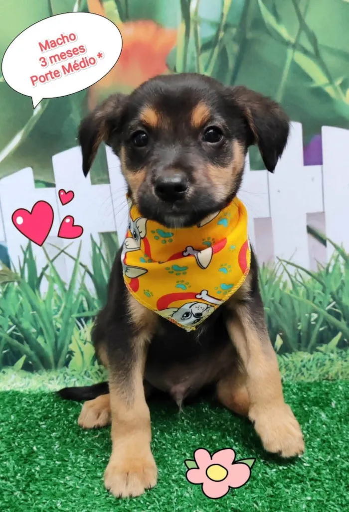 Cachorro ra a SRD-ViraLata idade 2 a 6 meses nome Wesley