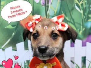 Cachorro raça SRD-ViraLata idade 2 a 6 meses nome Mônica