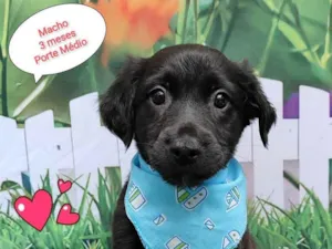 Cachorro raça SRD-ViraLata idade 2 a 6 meses nome Thiago