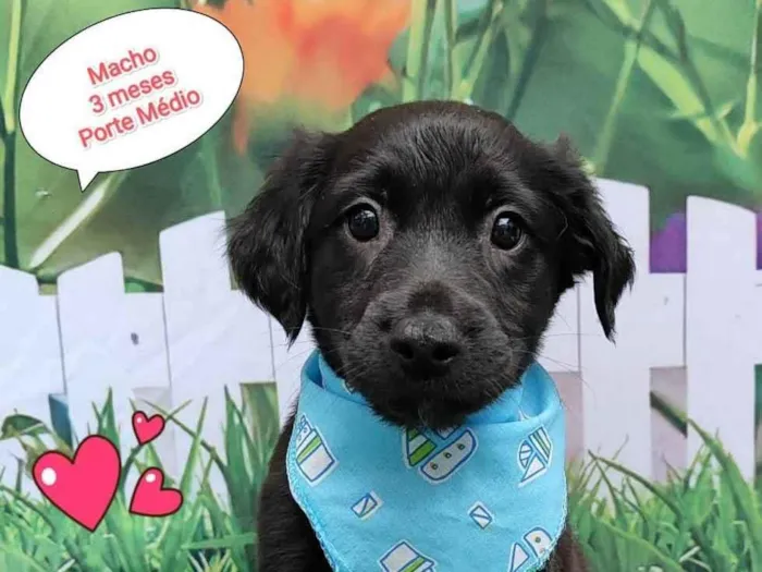 Cachorro ra a SRD-ViraLata idade 2 a 6 meses nome Thiago