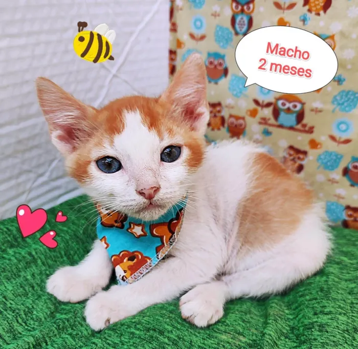 Gato ra a SRD-ViraLata idade 2 a 6 meses nome Xuxo
