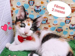 Gato raça SRD-ViraLata idade 2 a 6 meses nome Maju