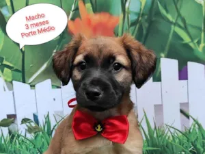 Cachorro raça SRD-ViraLata idade 2 a 6 meses nome Luis