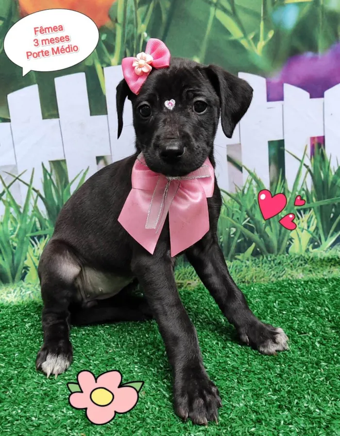 Cachorro ra a SRD-ViraLata idade 2 a 6 meses nome Gabriele 