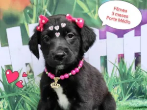 Cachorro raça SRD-ViraLata idade 2 a 6 meses nome Sara