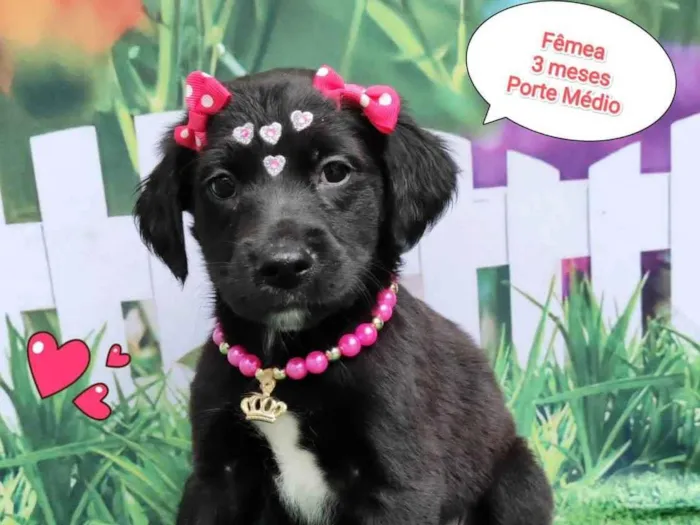 Cachorro ra a SRD-ViraLata idade 2 a 6 meses nome Sara