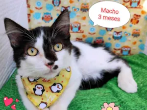 Gato raça SRD-ViraLata idade 2 a 6 meses nome Kaio