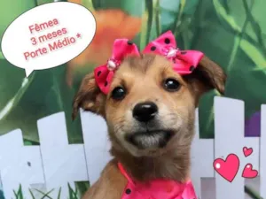 Cachorro raça SRD-ViraLata idade 2 a 6 meses nome Karen