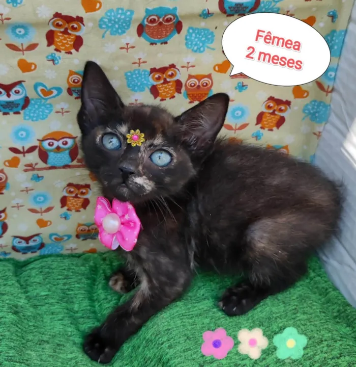Gato ra a SRD-ViraLata idade 2 a 6 meses nome Dany
