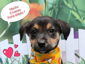 Cachorro raça SRD-ViraLata idade 2 a 6 meses nome Wesley