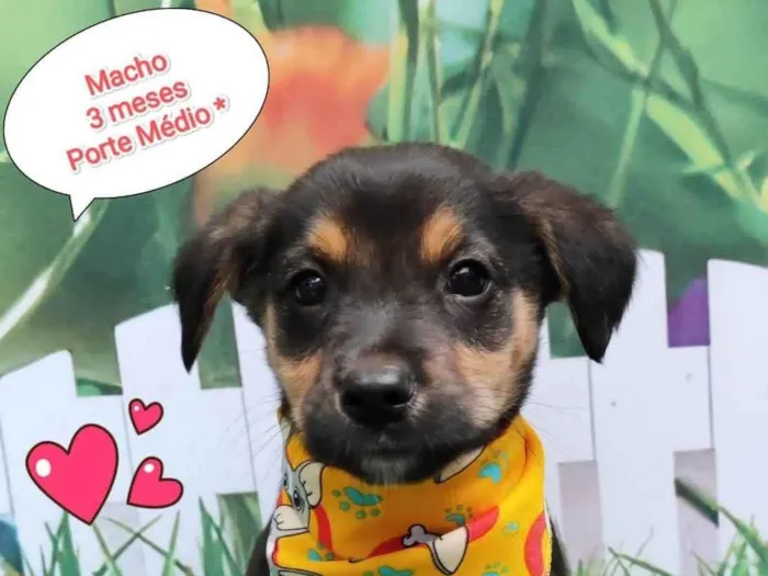 Cachorro ra a SRD-ViraLata idade 2 a 6 meses nome Wesley