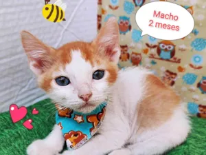 Gato raça SRD-ViraLata idade 2 a 6 meses nome Xuxo