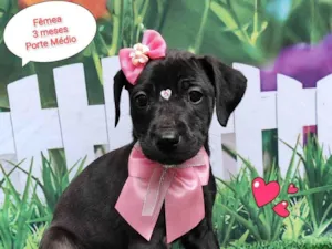 Cachorro raça SRD-ViraLata idade 2 a 6 meses nome Gabriele 