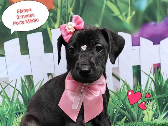 Cachorro ra a SRD-ViraLata idade 2 a 6 meses nome Gabriele 