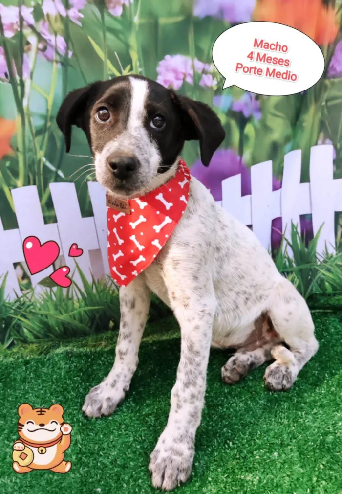 Cachorro ra a SRD-ViraLata idade 2 a 6 meses nome Guga