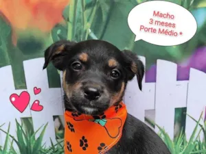 Cachorro raça SRD-ViraLata idade 2 a 6 meses nome Beto