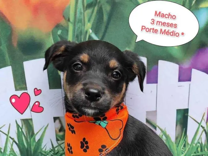 Cachorro ra a SRD-ViraLata idade 2 a 6 meses nome Beto