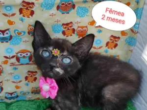 Gato raça SRD-ViraLata idade 2 a 6 meses nome Dany