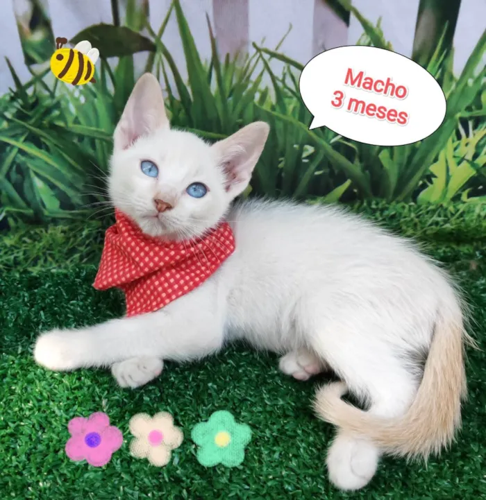 Gato ra a SRD-ViraLata idade 2 a 6 meses nome Rick