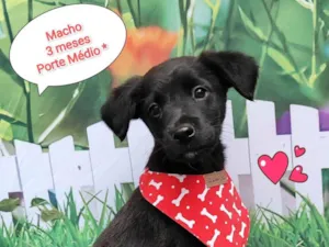 Cachorro raça SRD-ViraLata idade 2 a 6 meses nome Dudu