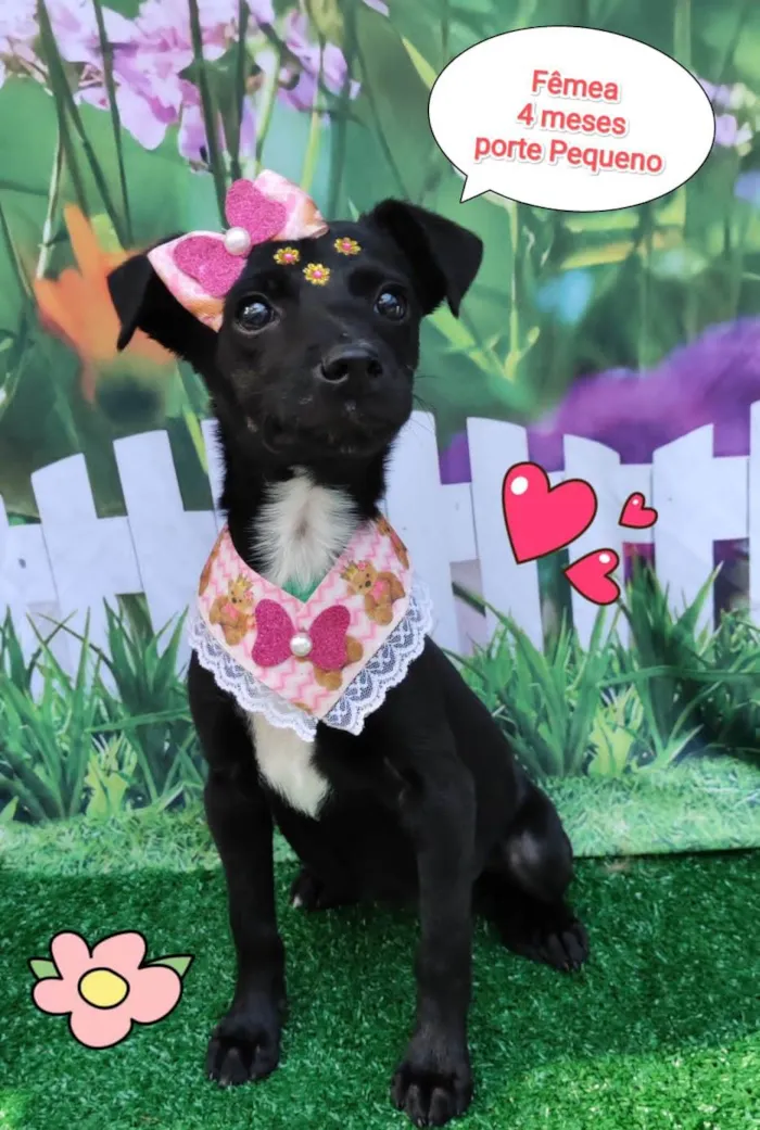 Cachorro ra a SRD-ViraLata idade 2 a 6 meses nome Ale