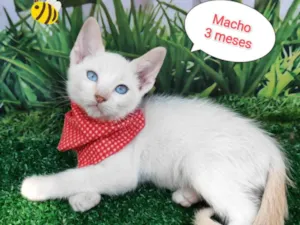 Gato raça SRD-ViraLata idade 2 a 6 meses nome Rick
