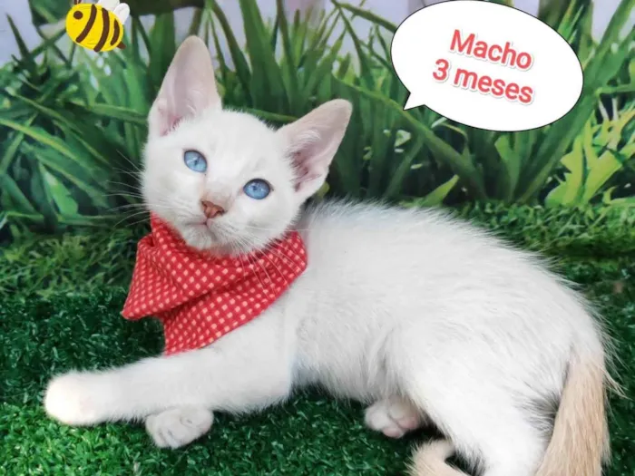 Gato ra a SRD-ViraLata idade 2 a 6 meses nome Rick