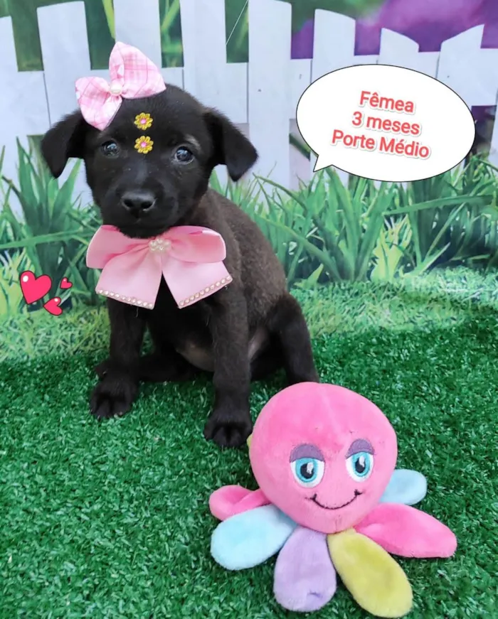 Cachorro ra a SRD-ViraLata idade 2 a 6 meses nome Florzinha 