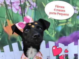 Cachorro raça SRD-ViraLata idade 2 a 6 meses nome Ale