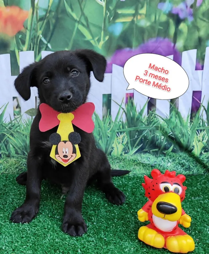 Cachorro ra a SRD-ViraLata idade 2 a 6 meses nome Gabriel