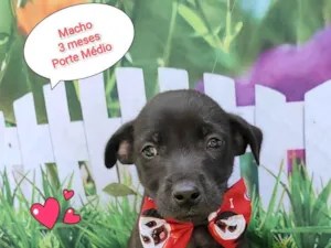 Cachorro raça SRD-ViraLata idade 2 a 6 meses nome Noah