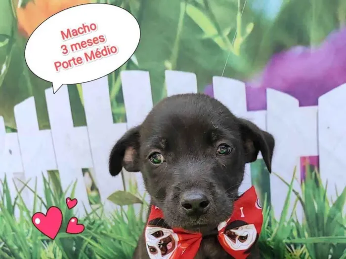 Cachorro ra a SRD-ViraLata idade 2 a 6 meses nome Noah