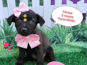 Cachorro raça SRD-ViraLata idade 2 a 6 meses nome Florzinha 