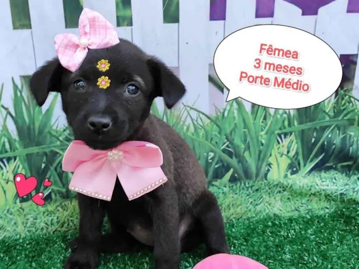 Cachorro ra a SRD-ViraLata idade 2 a 6 meses nome Florzinha 