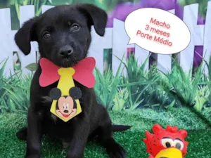 Cachorro raça SRD-ViraLata idade 2 a 6 meses nome Gabriel