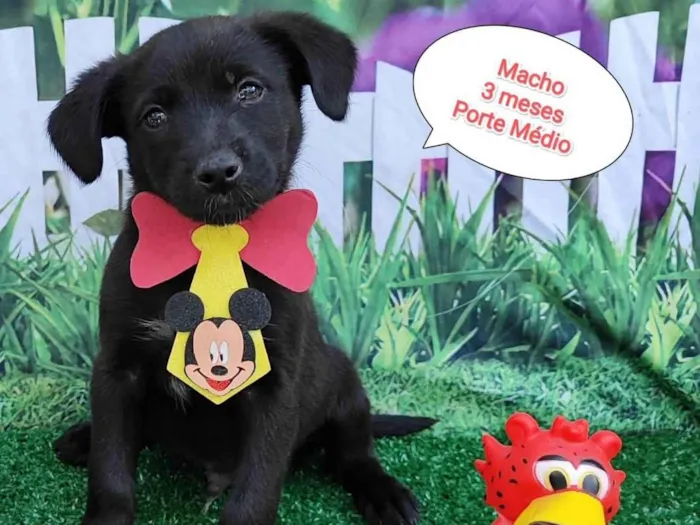 Cachorro ra a SRD-ViraLata idade 2 a 6 meses nome Gabriel