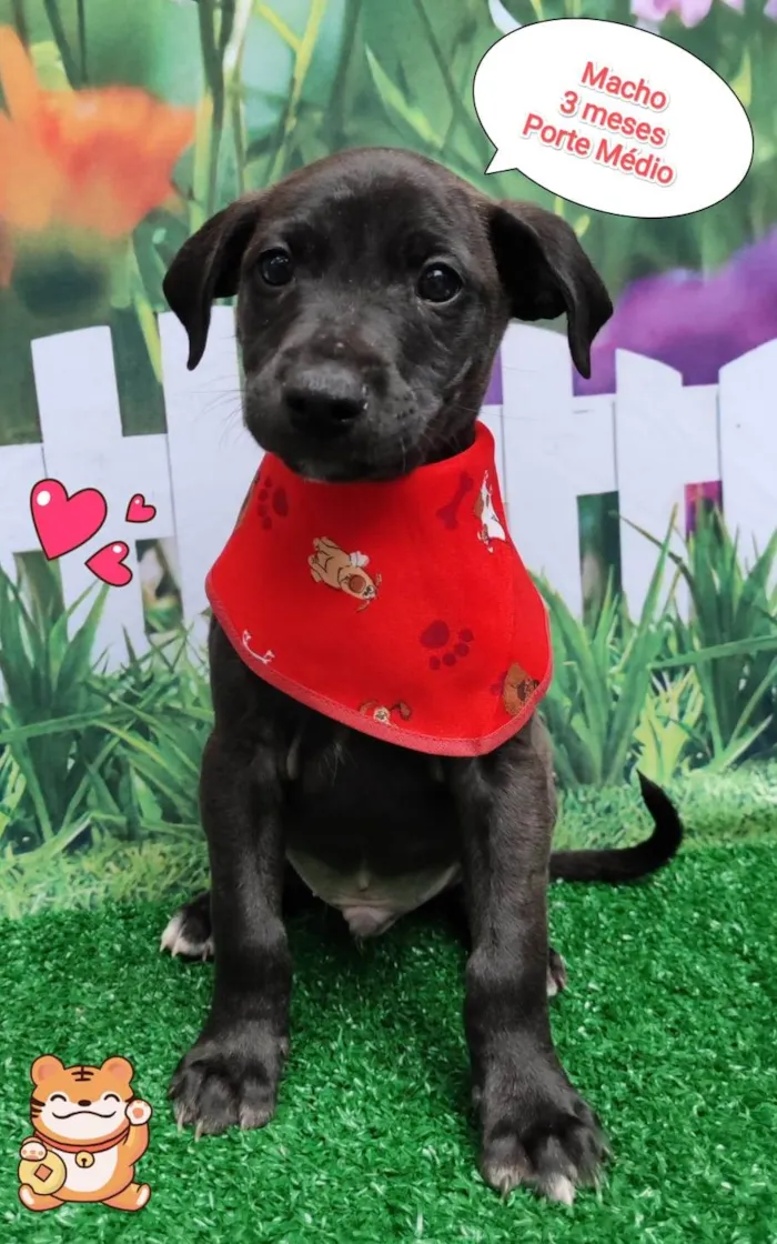 Cachorro ra a SRD-ViraLata idade 2 a 6 meses nome Kaue